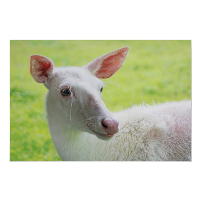 Poster Albino Deer (Devant)