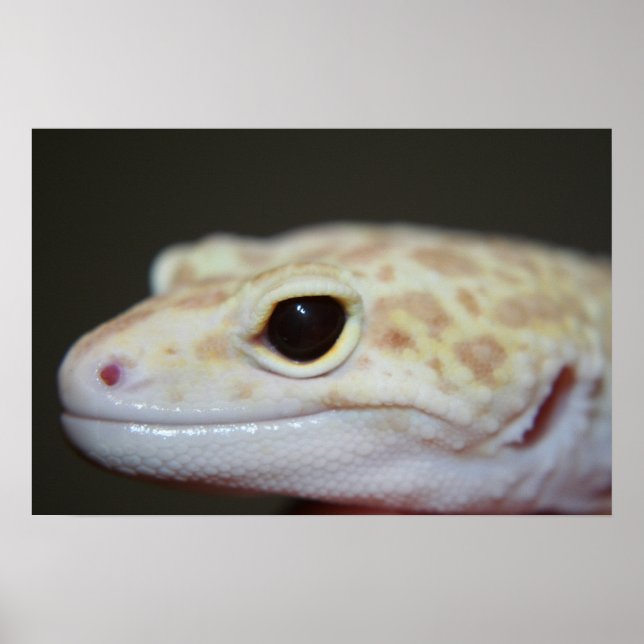 Poster Albino Leopard Gecko Gros plan (Devant)