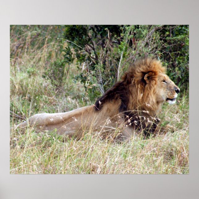 Poster alerte de lion (Devant)