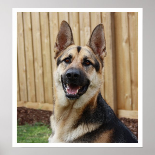 Poster Alerte de siège du berger allemand (Devant)