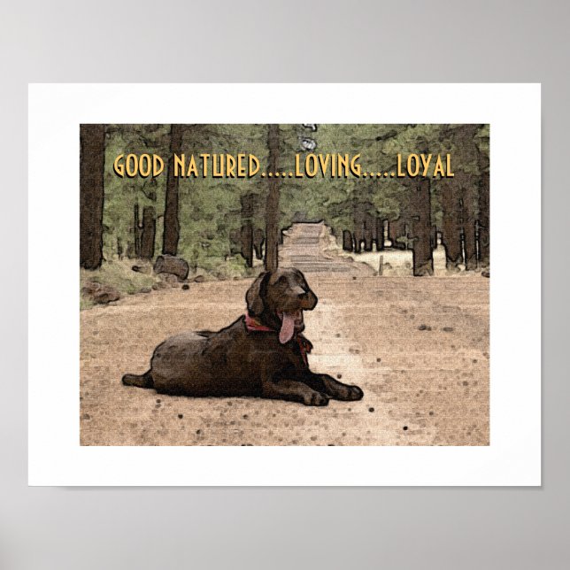Poster Alerte Labrador chocolat sur un sentier forestier  (Devant)