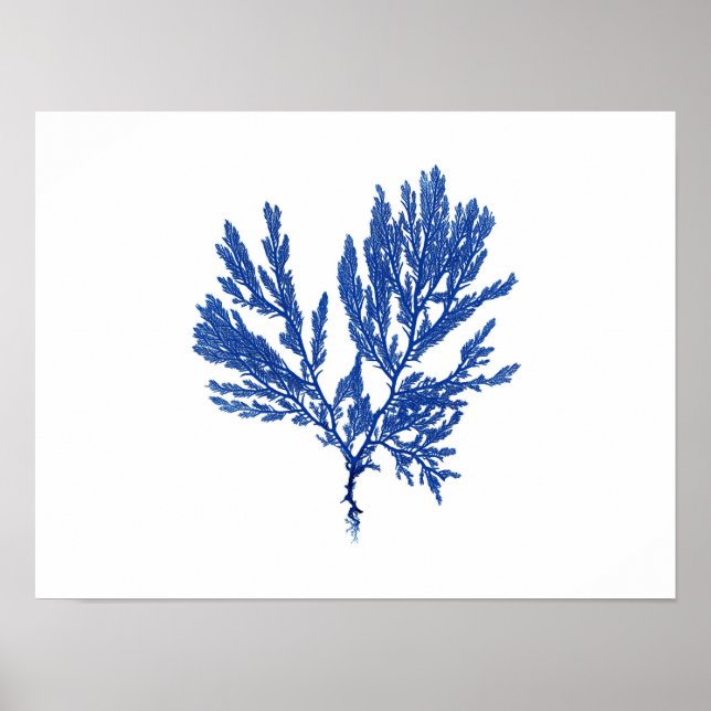 Poster Algues bleues #4 42x32cm (Devant)