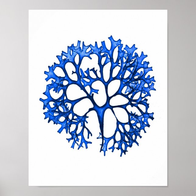 Poster Algues bleues Imprimer no 12 Botanique Côtière Imp (Devant)