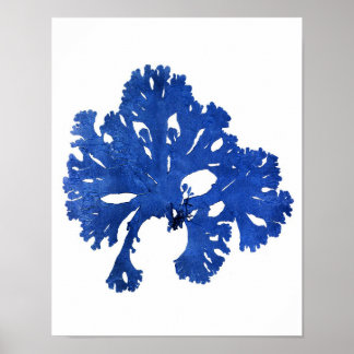 Poster Algues bleues Imprimer No 9 Botanique Côtière Impr