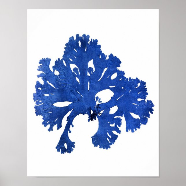 Poster Algues bleues Imprimer No 9 Botanique Côtière Impr (Devant)