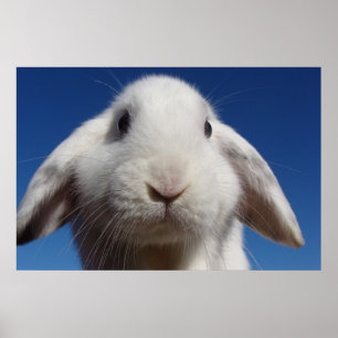 Poster Alice - lapin blanc de Lop