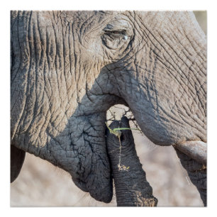 Poster Alimentation des éléphants
