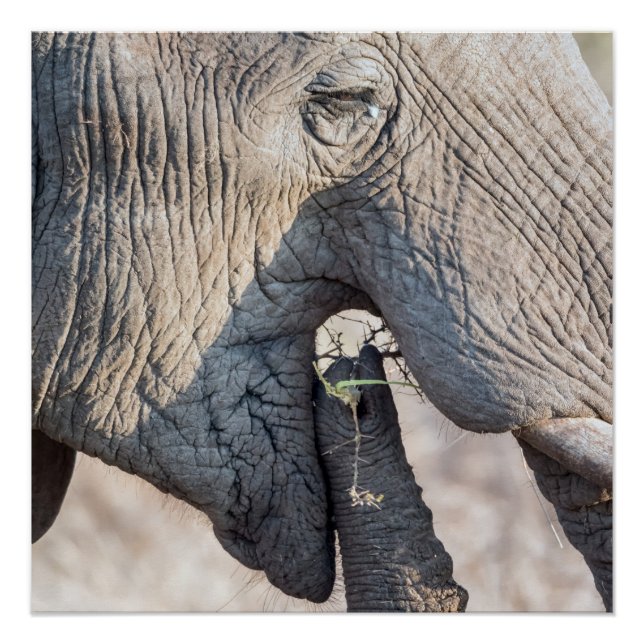 Poster Alimentation des éléphants (Devant)