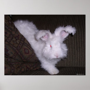 POSTER ALLEMAND ANGORA RABBIT