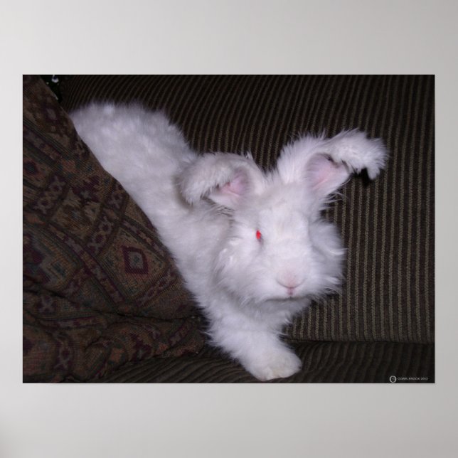 POSTER ALLEMAND ANGORA RABBIT (Devant)