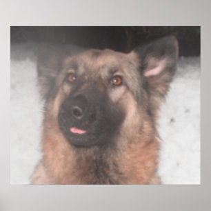 Poster Allemand Berger Sticking Tongue Out