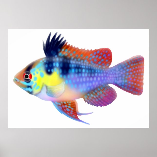 Poster allemand Blue Ram Dwarf Cichlid (Devant)