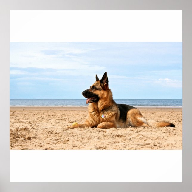 Poster allemand Shepherd Dog (Devant)