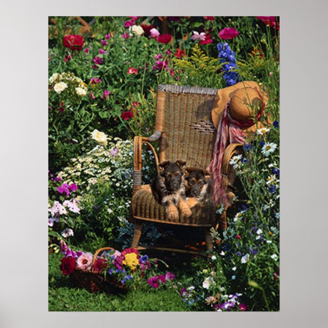 Poster allemand Shepherd Pups Jardin (Devant)