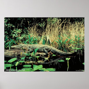 Poster Alligator américain