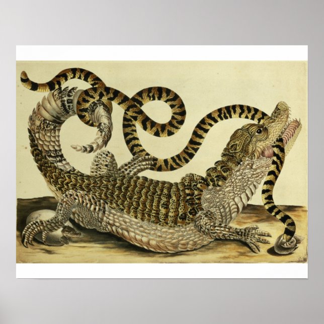 Poster Alligator and Snake, 1730 (gravure en couleur) (Devant)