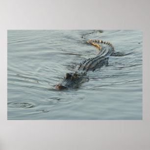 Poster Alligator dans l'eau