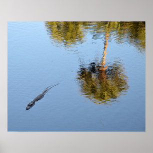 Poster Alligator Nager dans un étang de Caroline du Sud