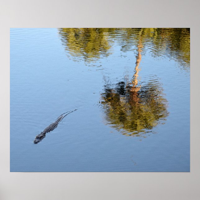 Poster Alligator Nager dans un étang de Caroline du Sud (Devant)