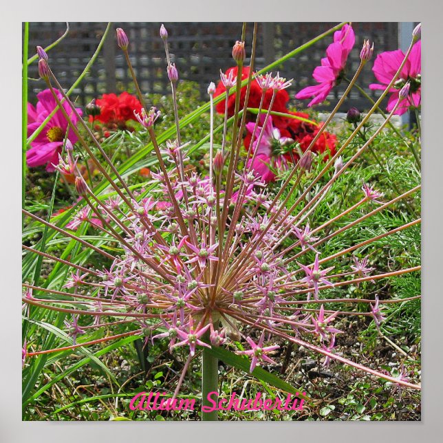 Poster Allium Schubertii (Devant)