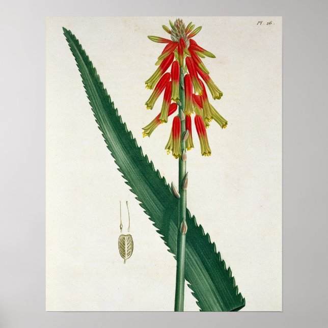 Poster Aloe from 'phytographie medicale' par Joseph Roque (Devant)