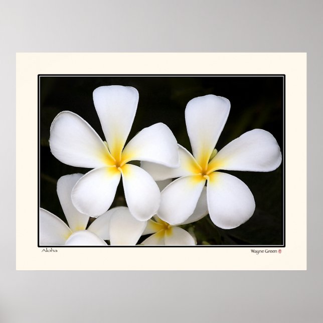 Poster Aloha -Frangipani Blossoms - Hawaii (Devant)