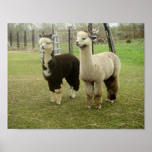 Poster Alpaca Duo (Devant)