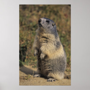Poster Alpine Marmot, Marmota marmota, adult standing