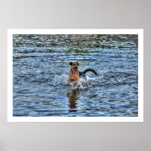 Poster Alsacien Allemand Berger 1 Amateur de Chien