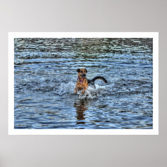 Poster Alsacien Allemand Berger 1 Amateur de Chien (Devant)