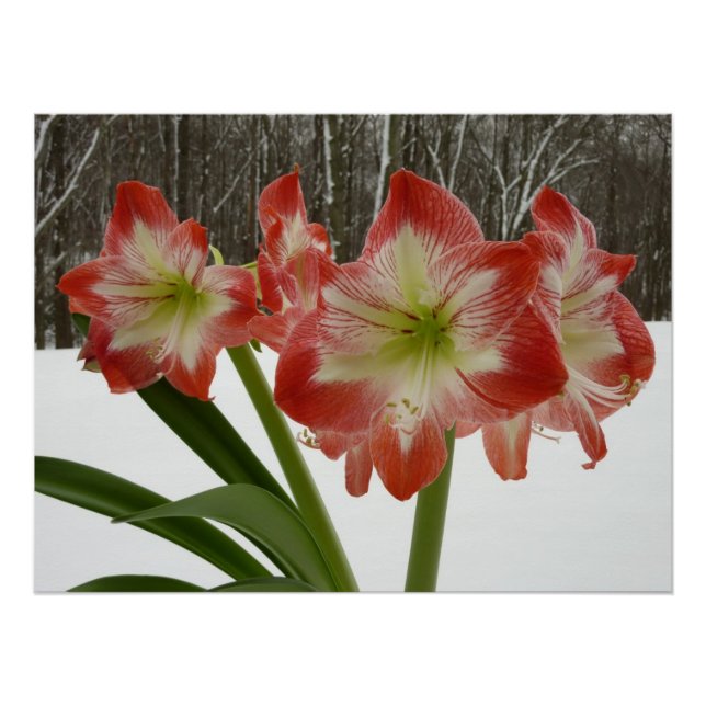 Poster Amaryllis en Fête Rouge Neige Hiver Floral (Devant)