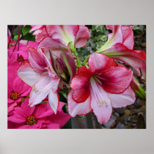 Poster Amaryllis et Poinsettia Fleurs de Fêtes Rouges