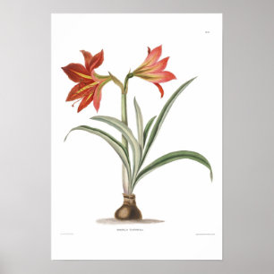 Poster Amaryllis platypetala
