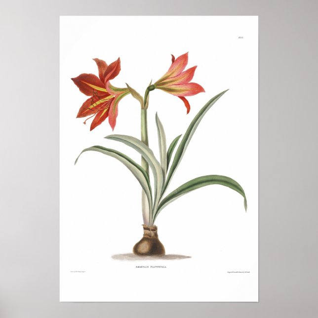 Poster Amaryllis platypetala (Devant)