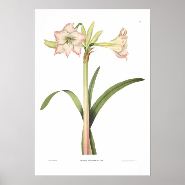 Poster Amaryllis solandriflore (Devant)