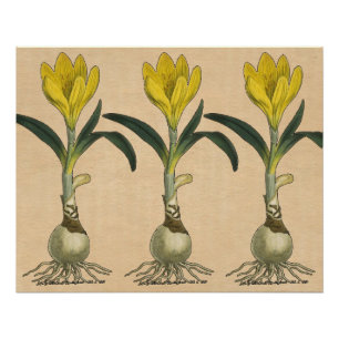 Poster Amaryllis Tulip Jardin Botanique Fleur