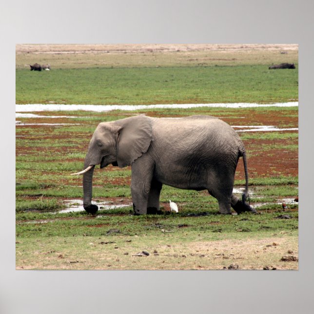 Poster amboseli (Devant)