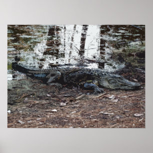 Poster américain Alligator