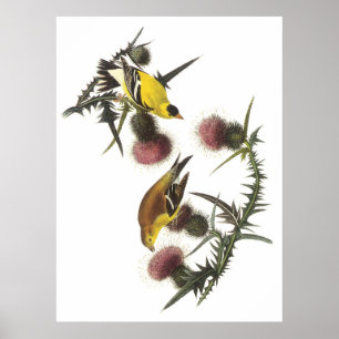 Poster Américain Goldfinch