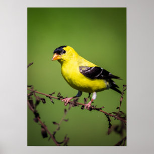 Poster américain Goldfinch