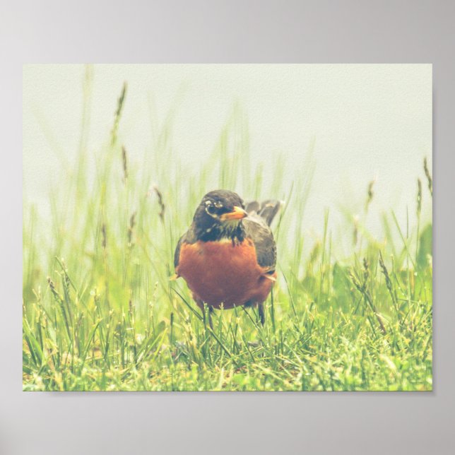 Poster américain Robin Bird Nature (Devant)