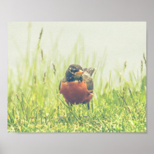 Poster américain Robin Bird Nature