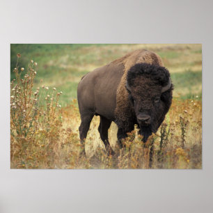 Poster American Bison