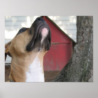 POSTER AMERICAN BULLY PUPPY.