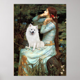 Poster American Eskimo Dog - Ophelia assis