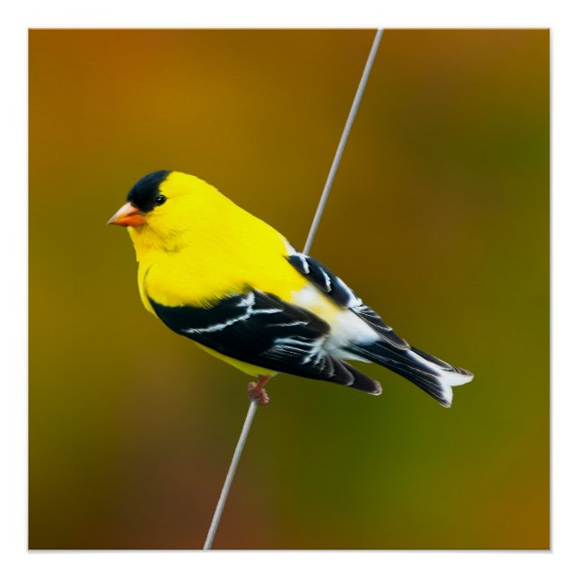 Poster American Goldfinch - Photo originale (Devant)