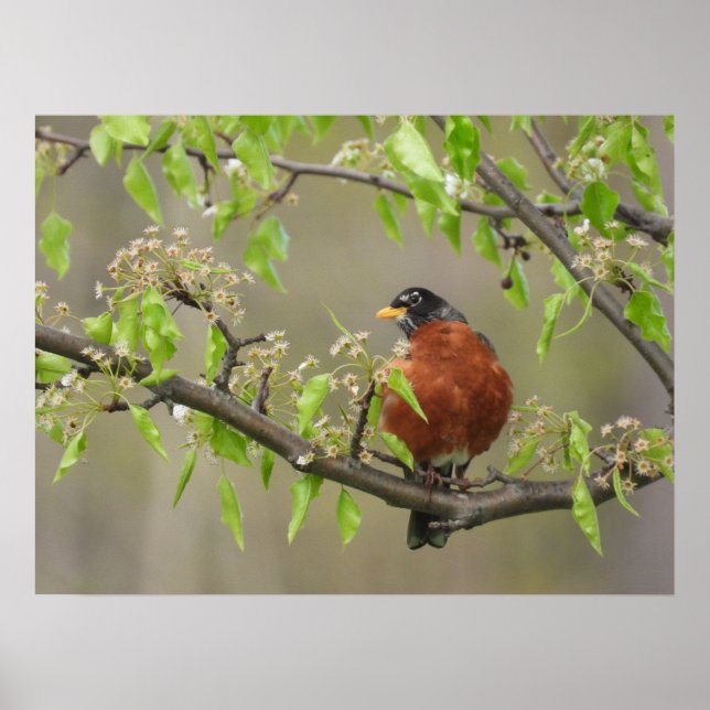 Poster American Robin and Spring Blossoms (Devant)