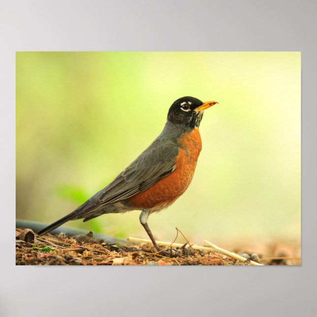 Poster American Robin Photo (Devant)