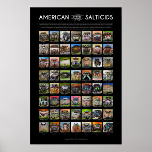 Poster "American Salticids" Jumping Spider