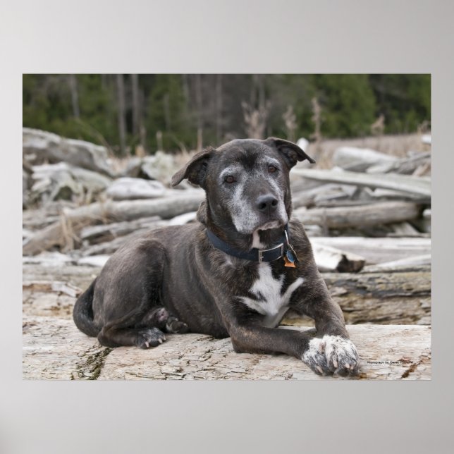 Poster American Staffordshire Terrier - Art (Devant)
